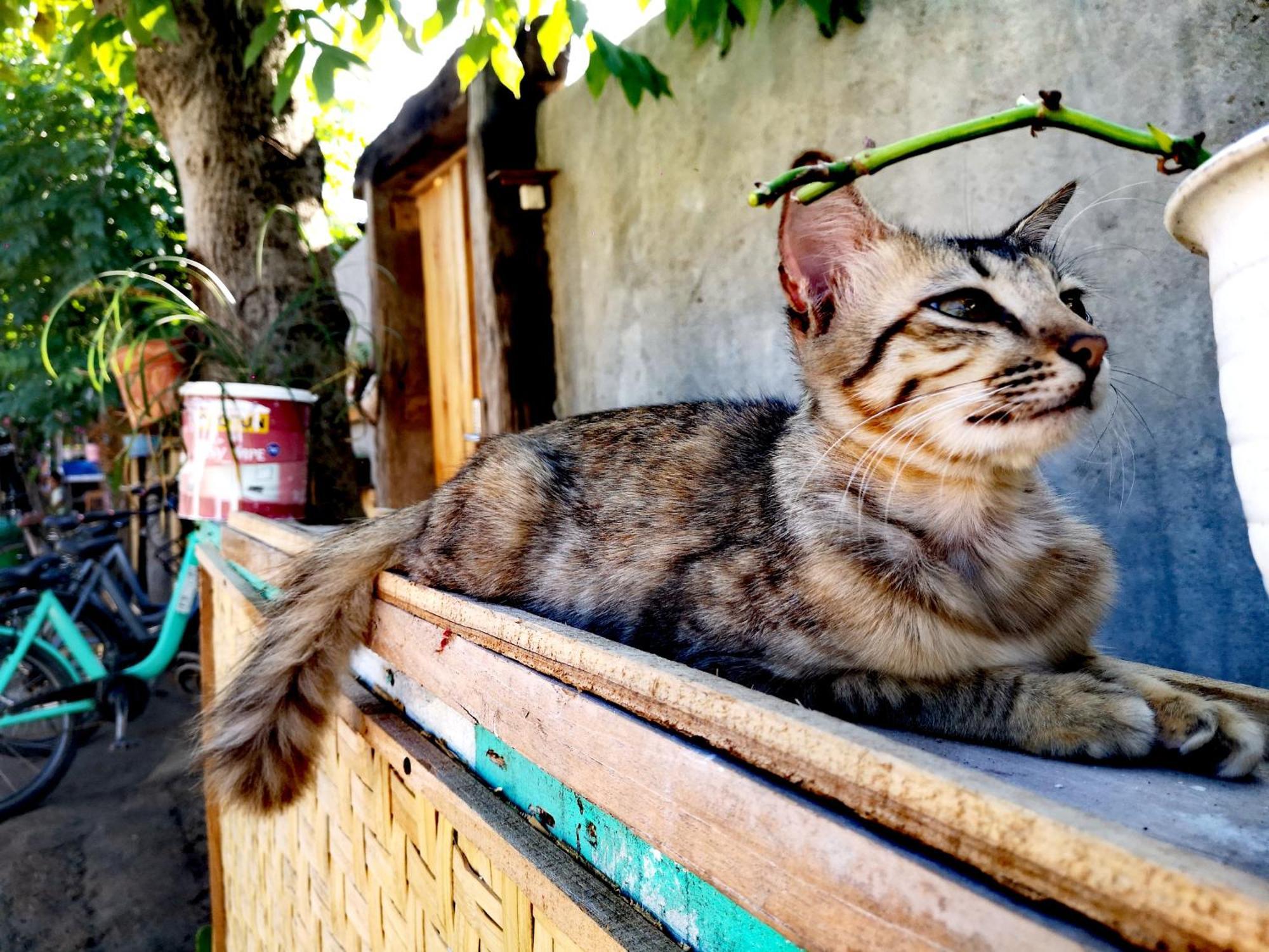 Villa La Vida ギリ・トラワンガン エクステリア 写真
